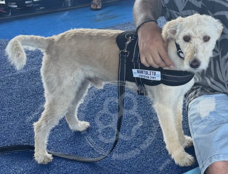 Foto de Mascota Perdida