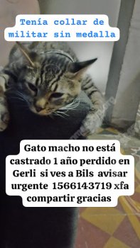 Foto de Mascota Perdida