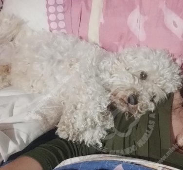 Foto de Mascota Extraviada