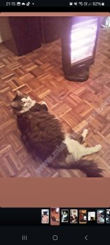 Foto de Mascota Extraviada