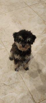 Foto de Mascota Extraviada