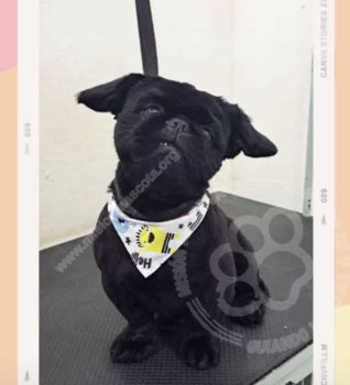 Foto de Mascota Extraviada