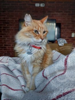 Foto de Mascota Extraviada