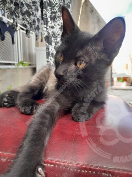 Foto de Mascota Extraviada