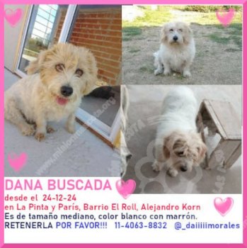 Foto de Mascota Perdida