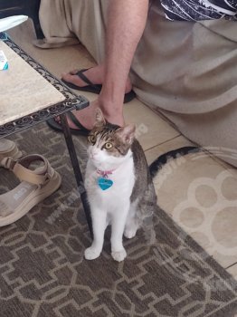 Foto de Mascota Extraviada