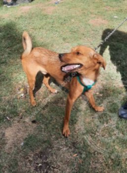 Foto de Mascota Perdida