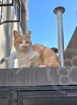 Foto de Mascota Encontrada