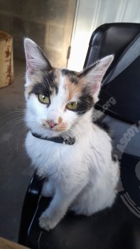 Foto de Mascota Encontrada