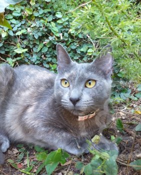 Foto de Mascota Extraviada