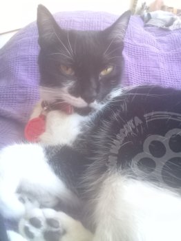 Foto de Mascota Extraviada