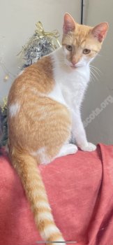 Foto de Mascota Extraviada