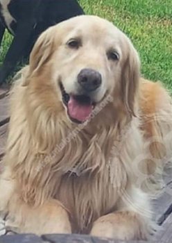 Foto de Mascota Extraviada