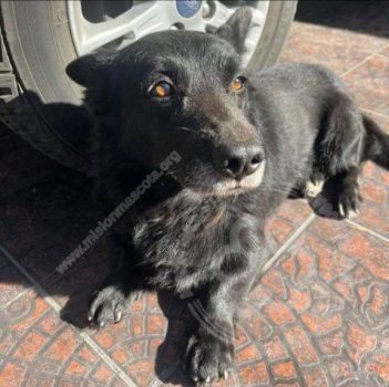 Foto de Mascota Extraviada