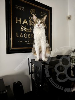 Foto de Mascota Perdida