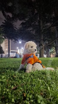 Foto de Mascota Extraviada