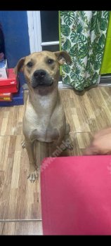 Foto de Mascota Perdida