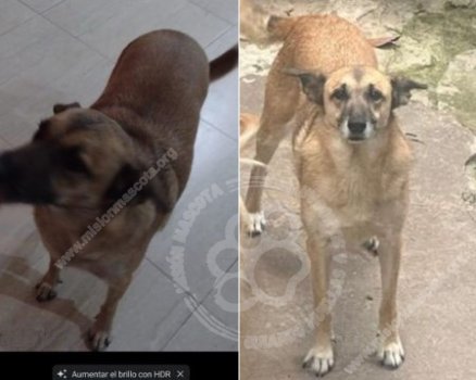 Foto de Mascota Extraviada