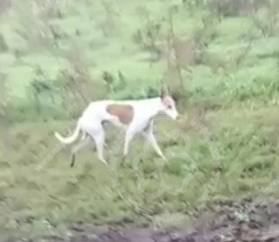 Foto de Mascota Extraviada