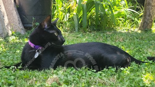 Foto de Mascota Extraviada