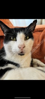 Foto de Mascota Extraviada