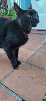 Foto de Mascota Encontrada