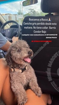 Foto de Mascota Extraviada