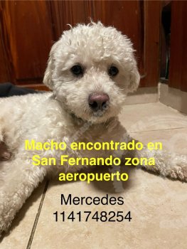 Foto de Mascota Encontrada