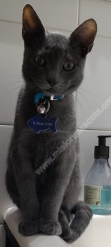 Foto de Mascota Extraviada