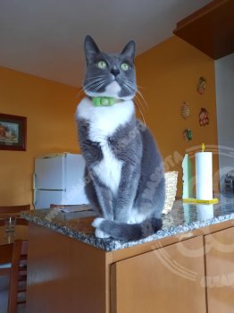 Foto de Mascota Extraviada