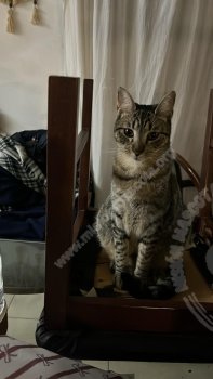 Imagen de Roberto le decimos gatoto