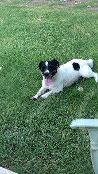 Foto de Mascota Extraviada