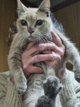 Foto de Mascota Encontrada