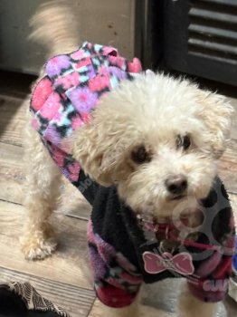 Foto de Mascota Extraviada