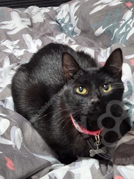 Foto de Mascota Extraviada