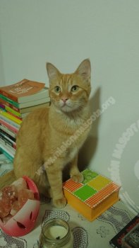 Foto de Mascota Extraviada