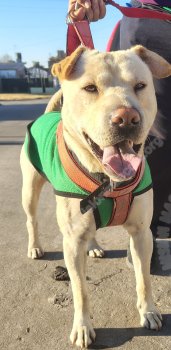 Foto de Mascota Encontrada