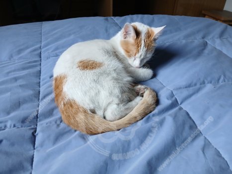 Foto de Mascota Encontrada