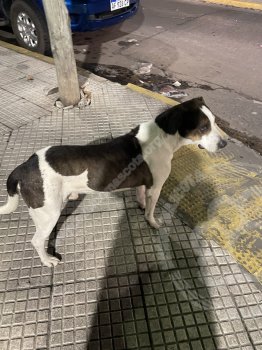 Foto de Mascota Encontrada