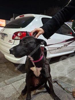 Foto de Mascota Encontrada