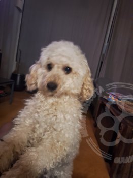 Foto de Mascota Encontrada