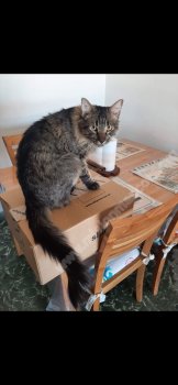 Foto de Mascota Extraviada