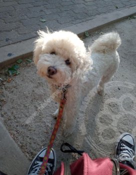 Foto de Mascota Extraviada