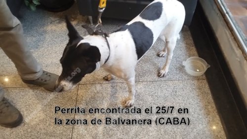 Foto de Mascota Encontrada