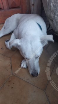 Foto de Mascota Encontrada