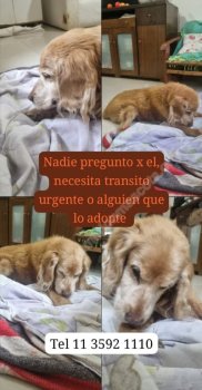 Foto de Mascota Encontrada