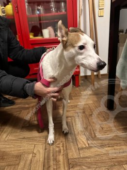 Foto de Mascota Encontrada