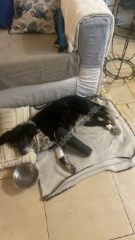 Foto de Mascota Encontrada