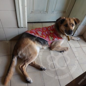 Foto de Mascota Encontrada