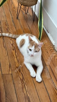 Foto de Mascota Encontrada